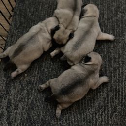 2nd lightest - Fawn male Pug puppy in Barry, Illinois from Tina’s Pugs