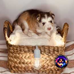Emily - Tri-color female Pomsky puppy in Schaumburg, Illinois from Lake in the hills Pomskies