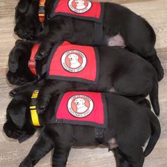 Working Dog Cross Puppies from Happy Hartz