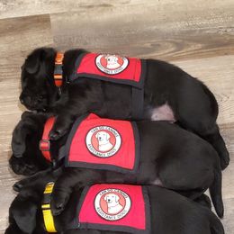 Working Dog Cross Puppies from Happy Hartz