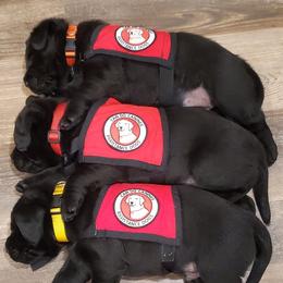 Working Dog Cross Puppies from Happy Hartz