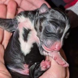 Ozzy - Black tri male Toy Australian Shepherd puppy in Shepherd, Texas from GAMALA Farm & Kennels