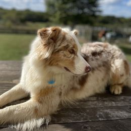 Cleo - Australian Shepherd