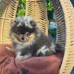 True - Blue merle male Pomeranian puppy in Stockton, California from lunas_poms