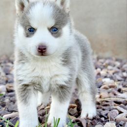 Muffin - Lavender female Pomsky puppy in Uintah County, Utah from Bingo's Wolfhounds, Lollipop Pomskies