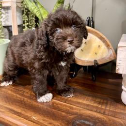 Jolene - Liver female Miniature Schnauzer puppy in Silver Creek, Mississippi from Mamie’s Minis, LLC