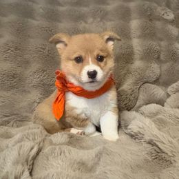 Orange Girl - Red female Pembroke Welsh Corgi puppy in Pikeville, Tennessee from Rock Solid Ranch