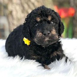 Goldendoodles from Bernal Doodle Pets