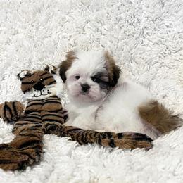 AKC Louie - Red and white male Shih Tzu puppy in Greenville, South Carolina from Babyface Shih Tzu
