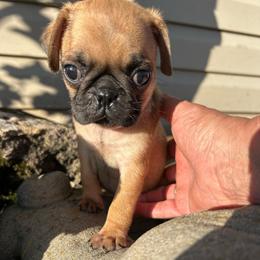 Girl 1 - Fawn female Pug puppy in Norborne, Missouri from Pug Palace