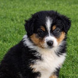 Chanel - Black tri-color female Australian Shepherd puppy in Kearney, Nebraska from Helix Aussies