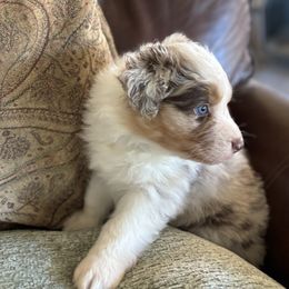 Copper - Red merle male Australian Shepherd puppy in Creston, California from Copper Sky Aussies of the Cental Coast