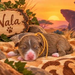 Nala - Red tri-color female Australian Shepherd puppy in Placerville, California from BFF Aussies