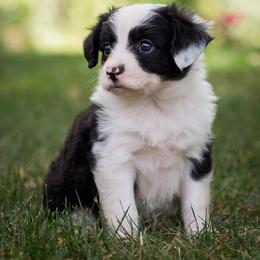 Aussiedoodle, Miniature Australian Shepherd, and Poodle Puppies from Woodwind Miniatures