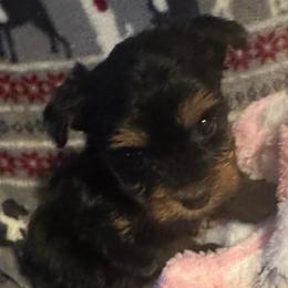 Little Bit - Black and tan female Yorkshire Terrier puppy in Eden, Maryland from Canines  Unlimited