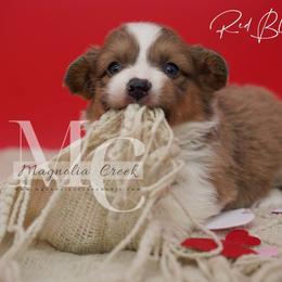 George (Fluffy) - Red male Pembroke Welsh Corgi puppy in Straughn, Alabama from Magnolia Creek Corgis