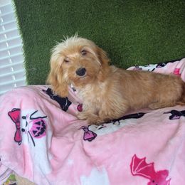 Joe - Wheaten male Dachshund puppy in Lake City, Florida from My Ditzy Doxies of Florida