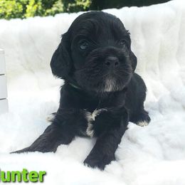 Cockapoo, Cocker Spaniel, and Goldendoodle Puppies from Robbin's Treasures