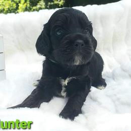 Cockapoo, Cocker Spaniel, and Goldendoodle Puppies from Robbin's Treasures
