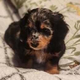 Dachshund Puppies from Darling Dachshunds