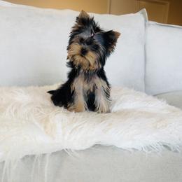 Yorkshire Terrier puppies from Toy Treasure Yorkies