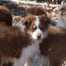 Acts - Red tri-color male Australian Shepherd puppy in Leavenworth, Kansas from Silverbrook Australian Shepherds