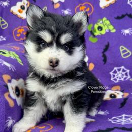 Albany - Black and white female Pomsky puppy in Sheffield, Iowa from Clover Ridge Pomskies