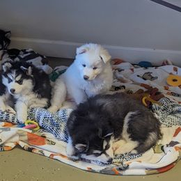 Siberian Husky Puppies from Funky Farm AKC Siberian Huskies Kennel