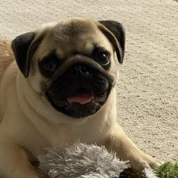 Bulldog and Pug Puppies from JR’s Pugs