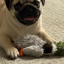Bulldog and Pug Puppies from JR’s Pugs