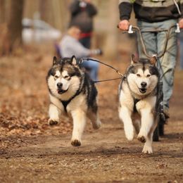 Alaskan Malamute All Grown Up from Tarnish Malamutes