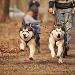 Alaskan Malamute All Grown Up from Tarnish Malamutes