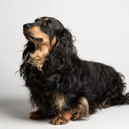 Jaeger - Dachshund