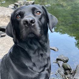 Mary - Labrador Retriever
