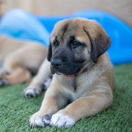 Anatolian Shepherd Dog Puppies from Fiddler’s Dream Anatolians