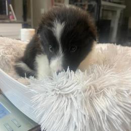 BLUE COLLAR - Black and white male Shetland Sheepdog puppy in Chipley, Florida from Stacey's Shelties