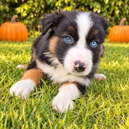Geodude - Black tri-color male Australian Shepherd puppy in Riverside, California from Aus Cal (Aussies of soCal)