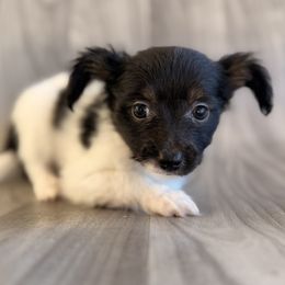 Dark face girl - White and black female Papillon puppy in Joshua, Texas from Summertime Kennels