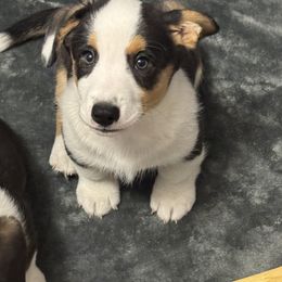 Cardigan Welsh Corgi Puppies from Deborah King's Cardigan Welsh Corgis