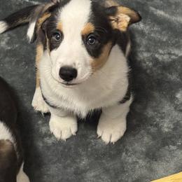 Cardigan Welsh Corgi Puppies from Deborah King's Cardigan Welsh Corgis