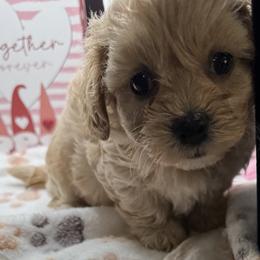 Fawna - Apricot female Maltipoo puppy in Colonial Beach, Virginia from BeachRidge Pups