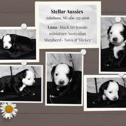 Luna - Black tri female Miniature Australian Shepherd puppy in Asheboro, North Carolina from Stellar Aussies