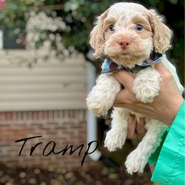 Tramp - Red roan male Cockapoo puppy in Mocksville, North Carolina from Little Bear Doodles