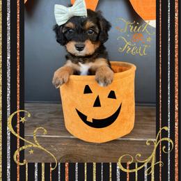 Autumn • Teal Collar Girl - Bernedoodle puppy from Pear Tree Poodles & Doodles