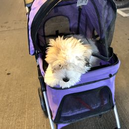 Coton de Tulear Puppies from Aloha Cotons