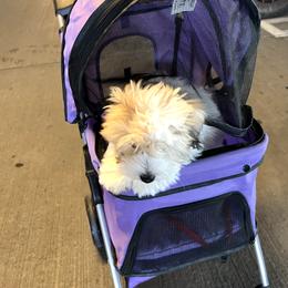 Coton de Tulear Puppies from Aloha Cotons