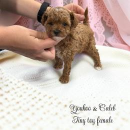 Poodle Puppies from KC Poodles of PA