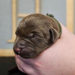 Bruno - Chocolate male Labrador Retriever puppy in Macomb, Missouri from Hicks Family Homestead