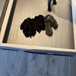 Cane Corso Puppies from Busch Kennels LLC