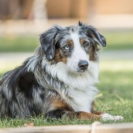 Jill - Australian Shepherd